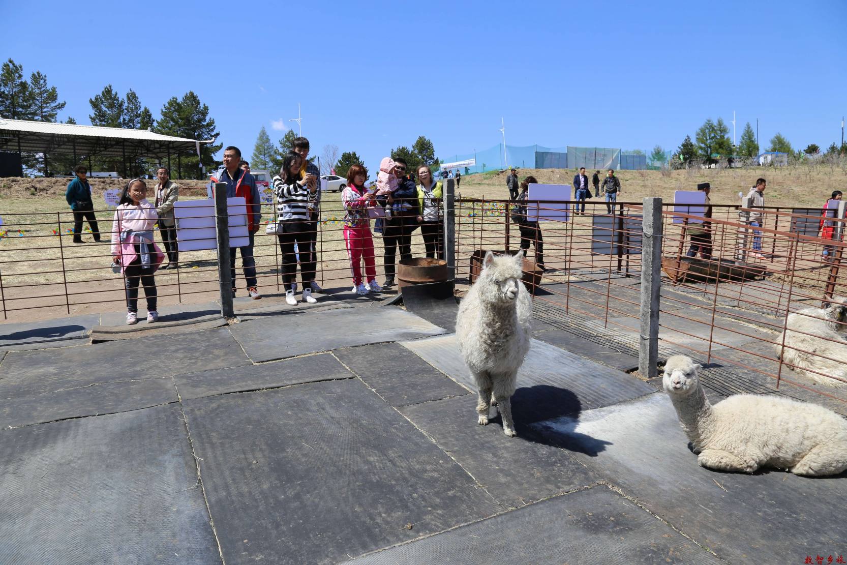 10吉林省龙井市金达莱花海科普动物园羊驼园