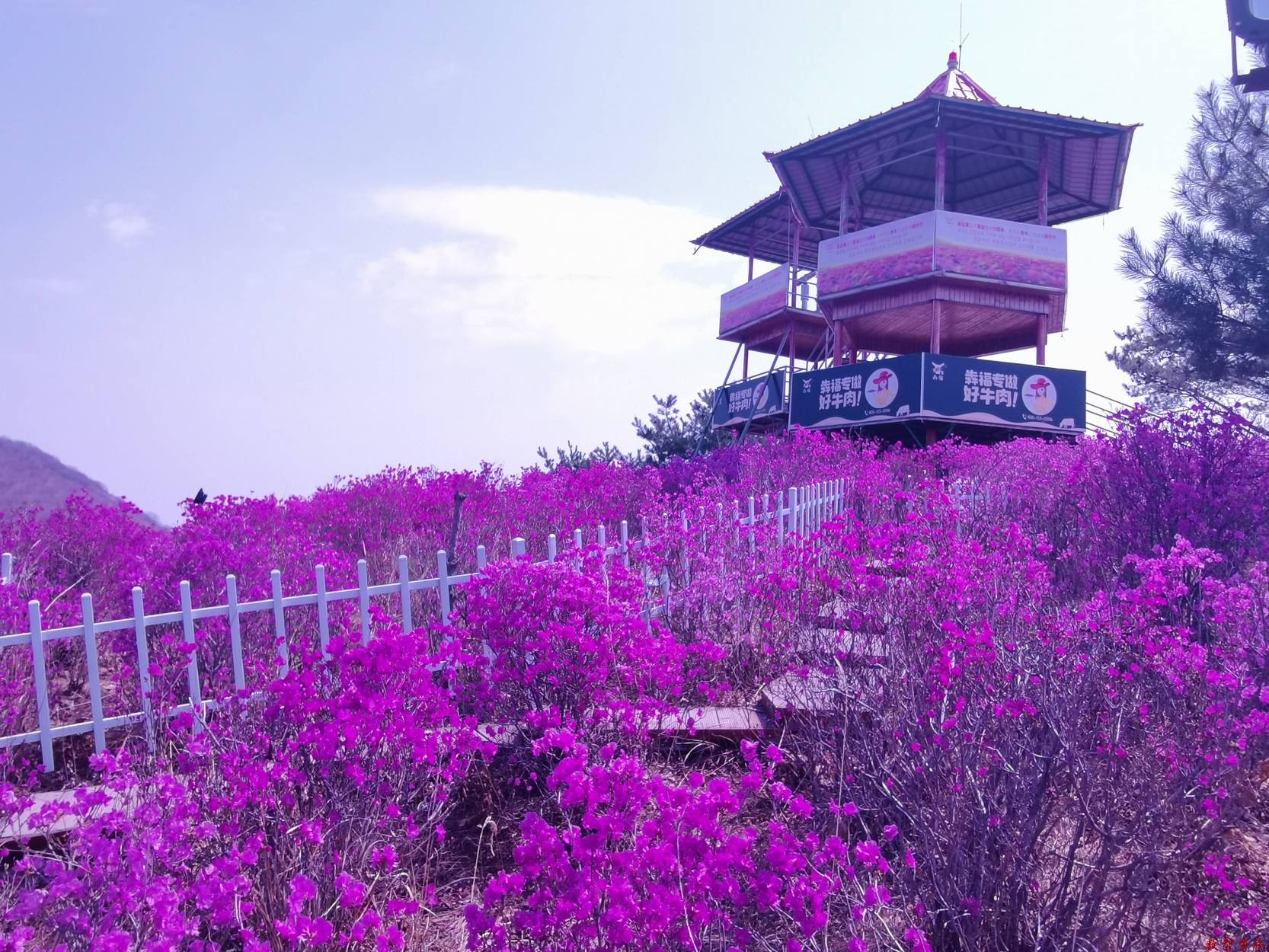 2吉林省龙井市金达莱花海(1)