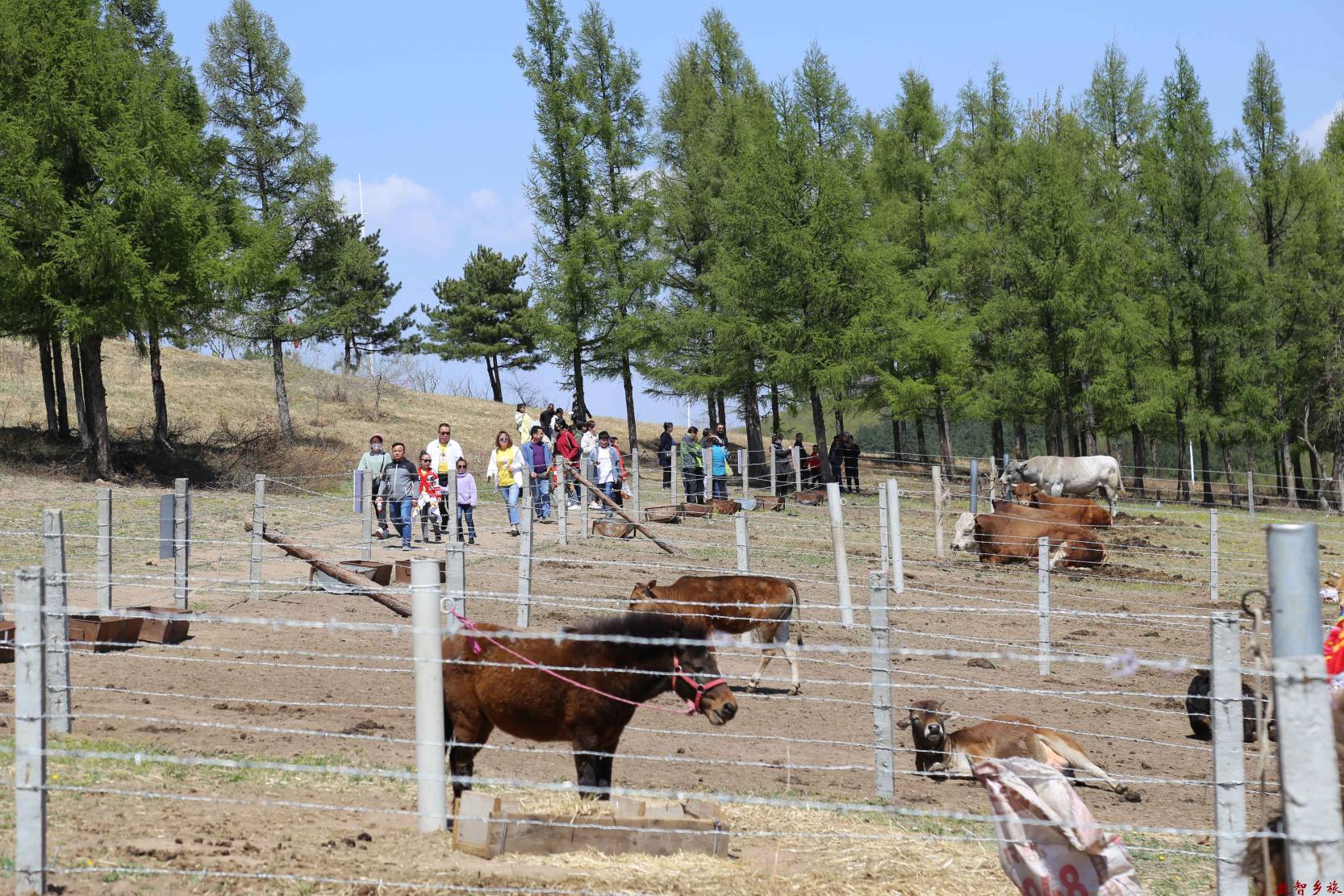 7吉林省龙井市金达莱花海科普动物园