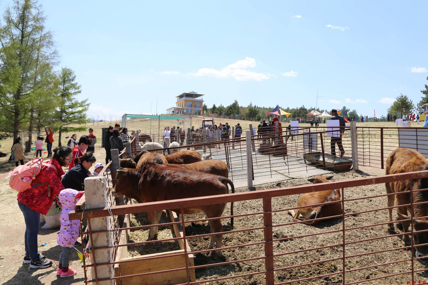 8吉林省龙井市金达莱花海科普动物园特色牛种展示