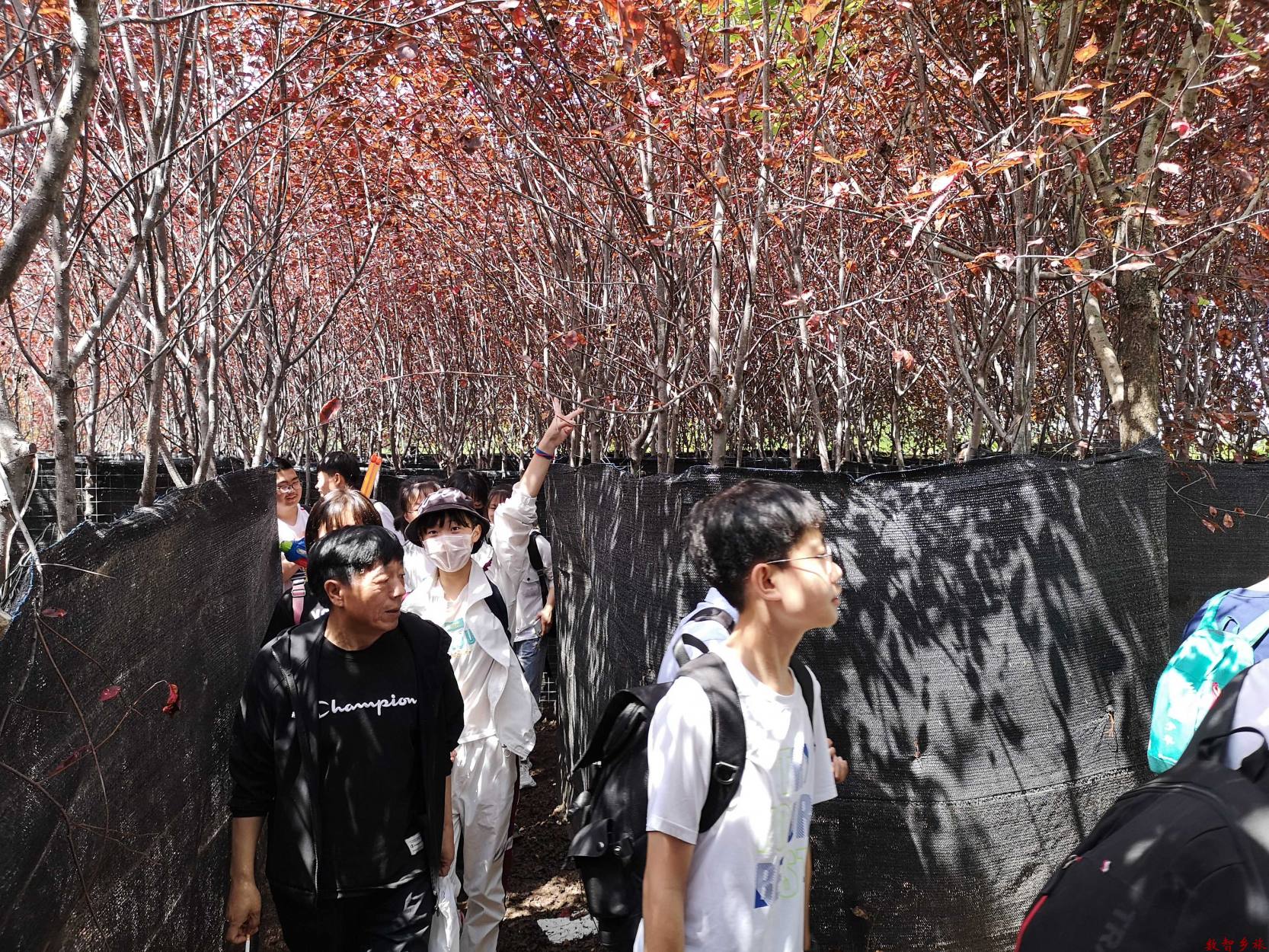 12敦化市雁鸣岛农鱼乐园-蒙圈了吧迷宫