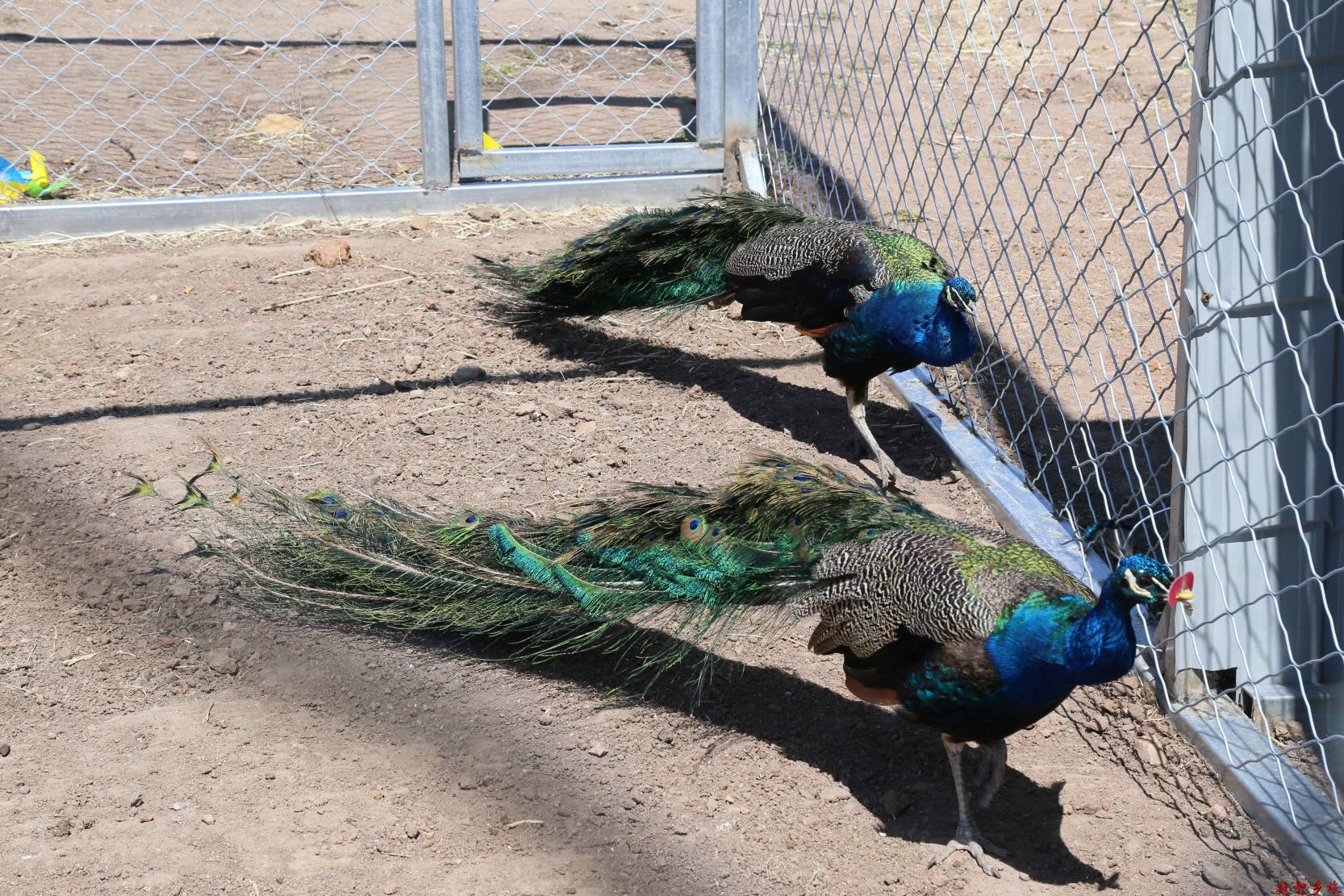 9吉林省龙井市金达莱花海科普动物园孔雀园