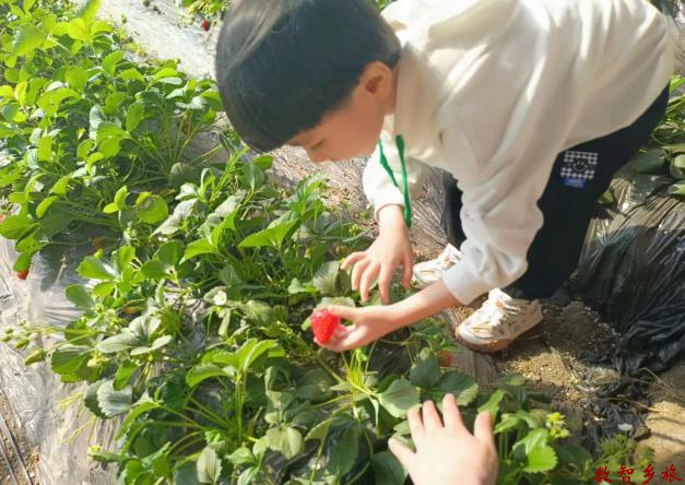 草莓采摘3