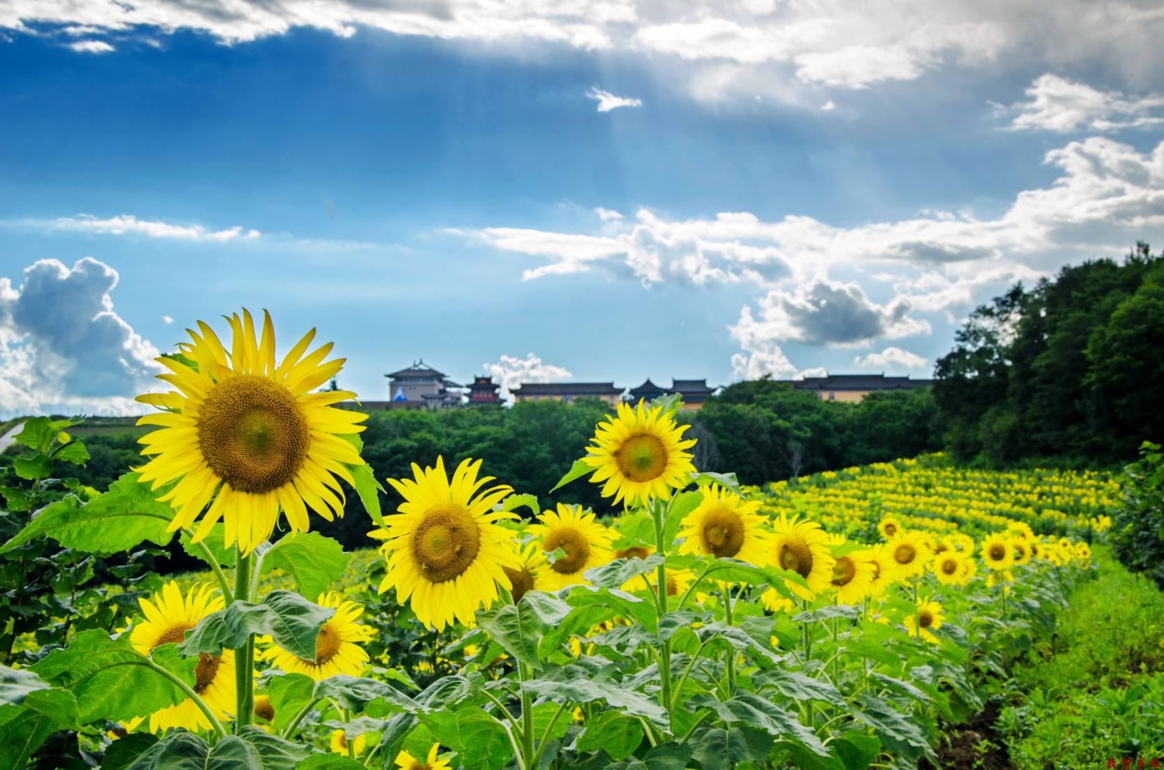 adf30c0fc707f35f1b5ed952b8d3eec