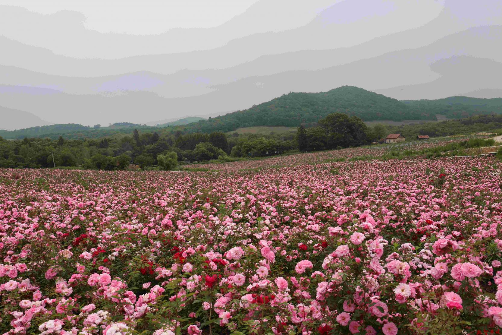 96d0de5f27ce9935101ee83bfdd29b3