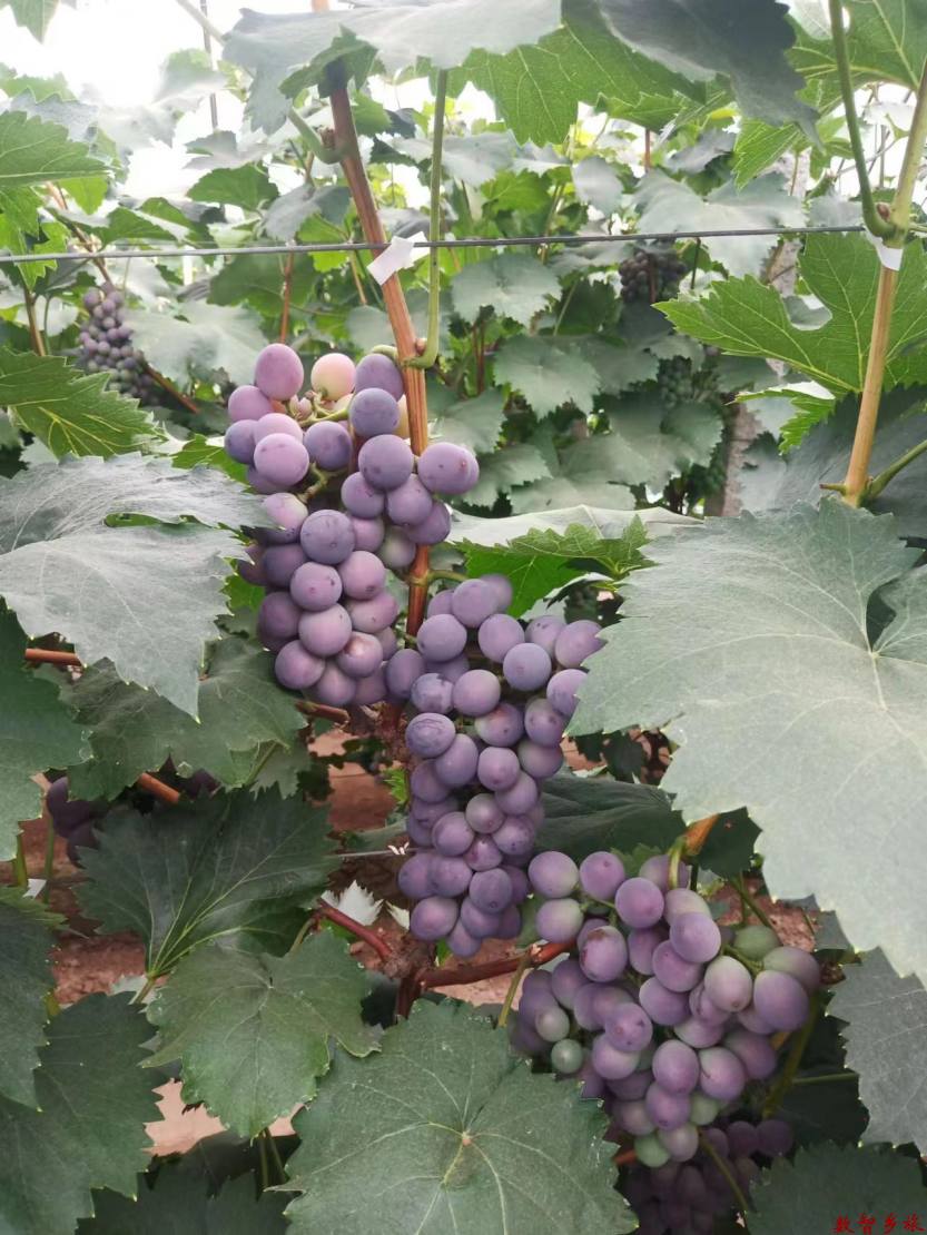 微信图片_20230626143941