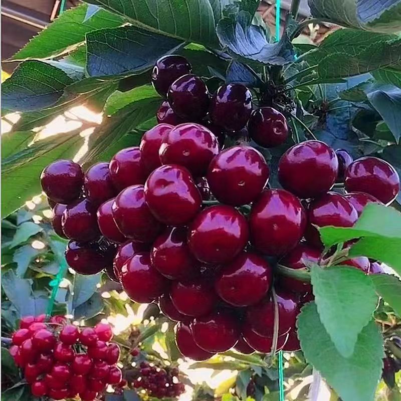 e87f186c0c6836b240c9b679be7d786