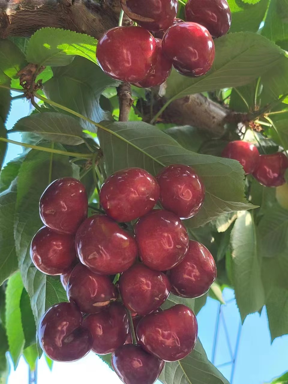 f5c6553606063f6c5c48689619296aa