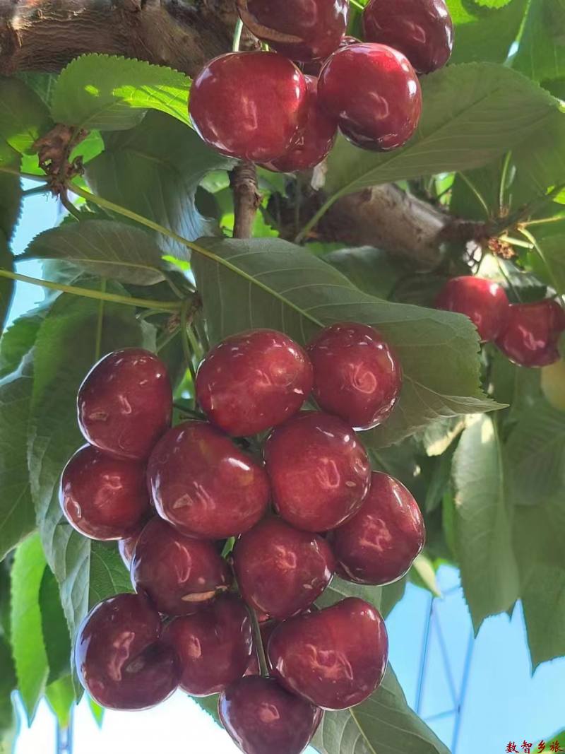 f5c6553606063f6c5c48689619296aa