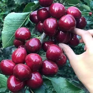 d5904f47773fe2ef956a2934fff590d