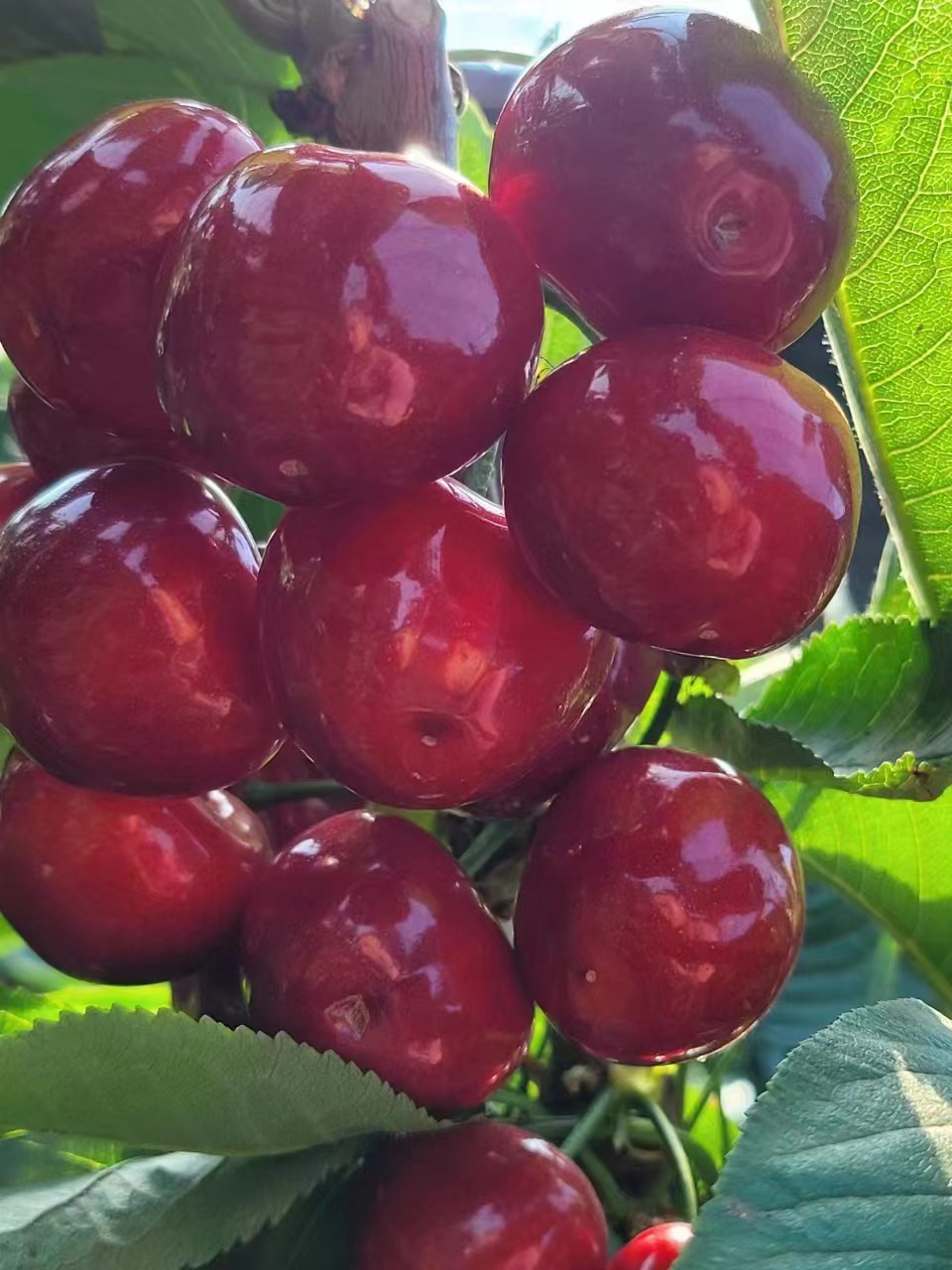 43ea09e80a4c42b72a1169ca2b1dd5b