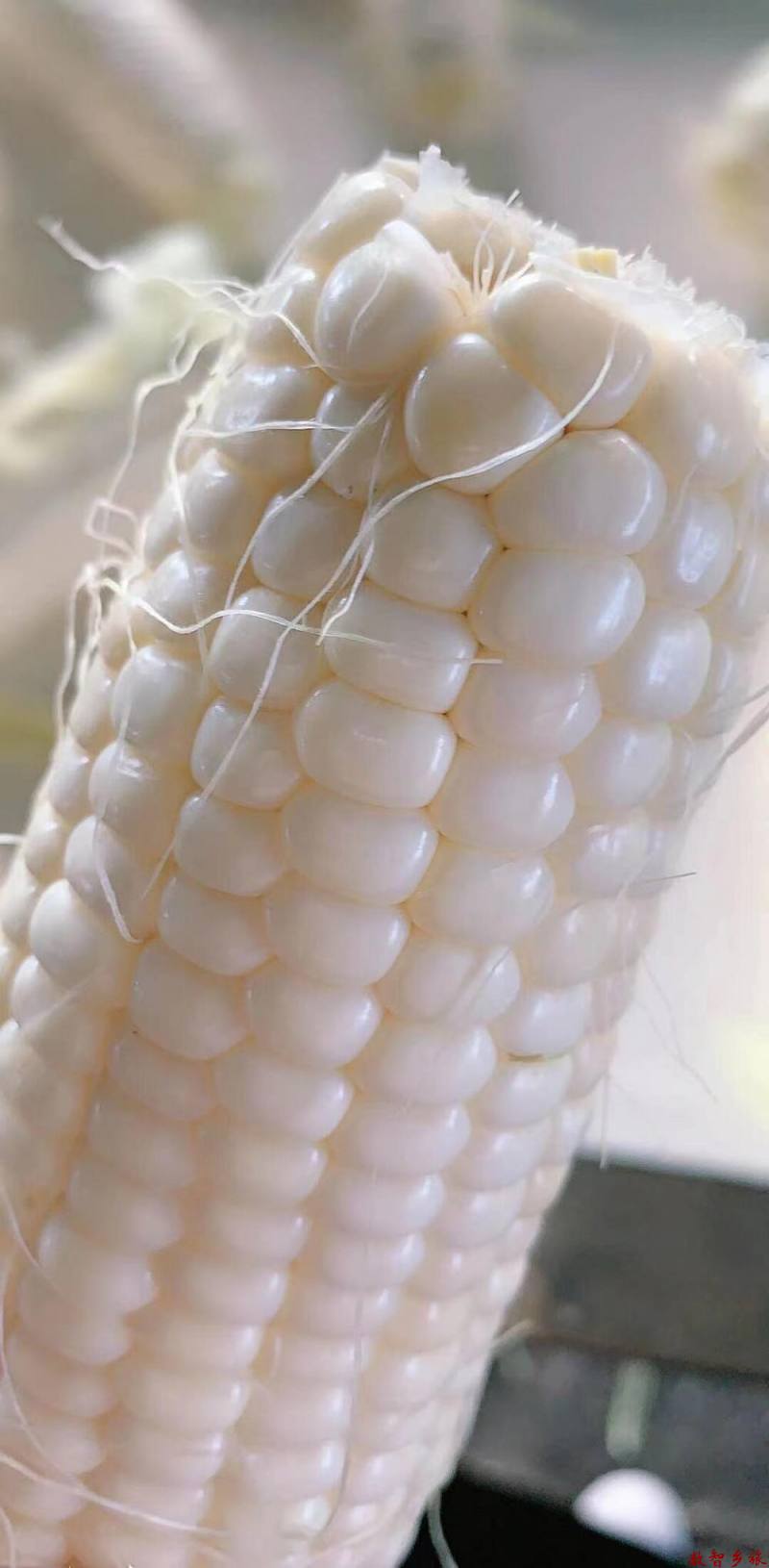 微信图片_202307261855525