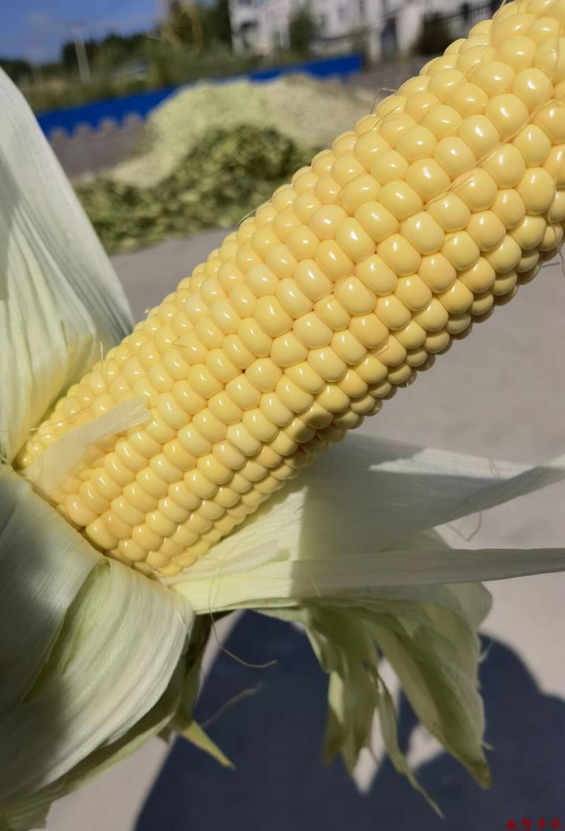 微信图片_202307261855529