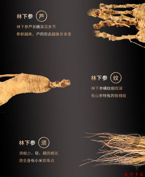 林下山参_04