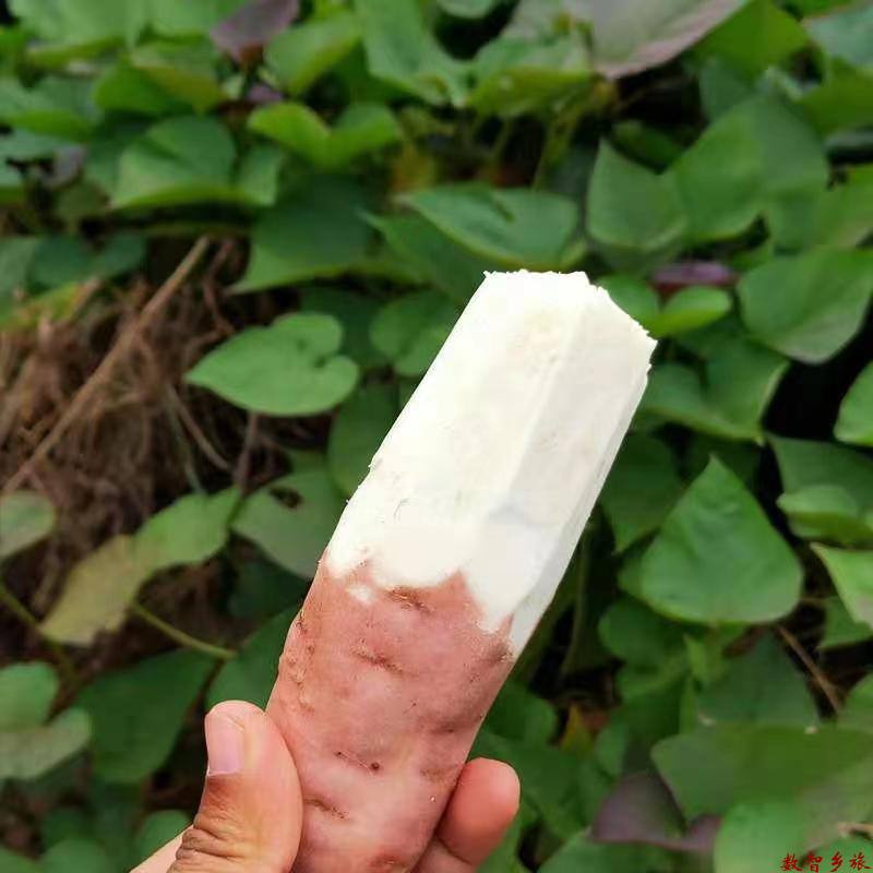 3fa4da434b49bf7d3144e6bb2f28192