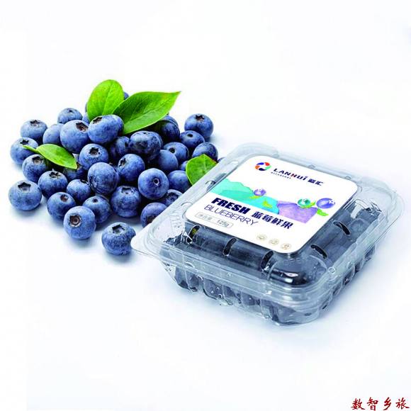 蓝莓鲜果小盒