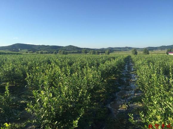 蓝莓种植基地