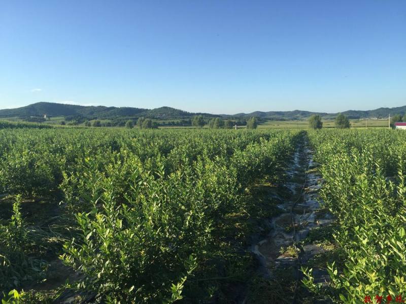 蓝莓种植基地