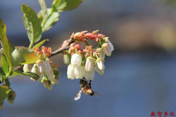 蓝莓花开图片
