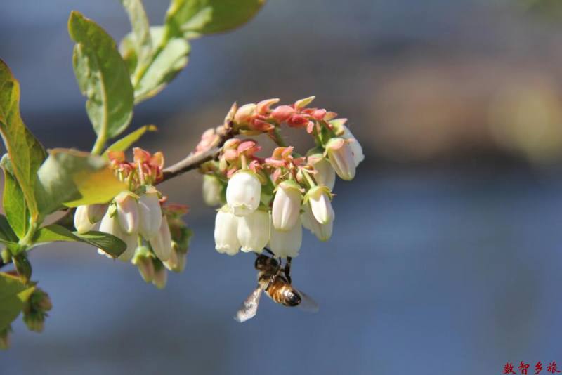 蓝莓花开图片