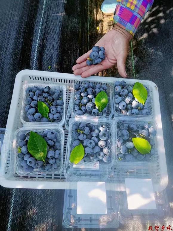 精品剪串蓝莓鲜果2