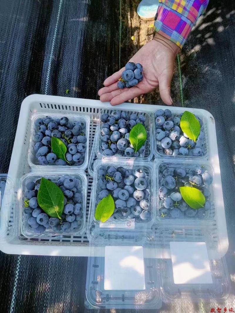 精品剪串蓝莓鲜果2