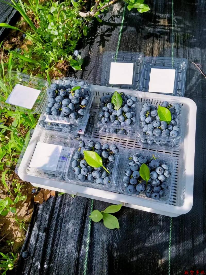 精品剪串蓝莓鲜果2-2