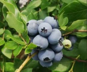 蓝莓图片5