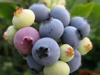 蓝莓图片1