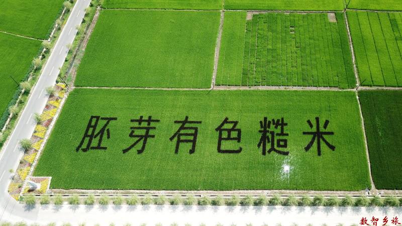 功能性稻米稻田字