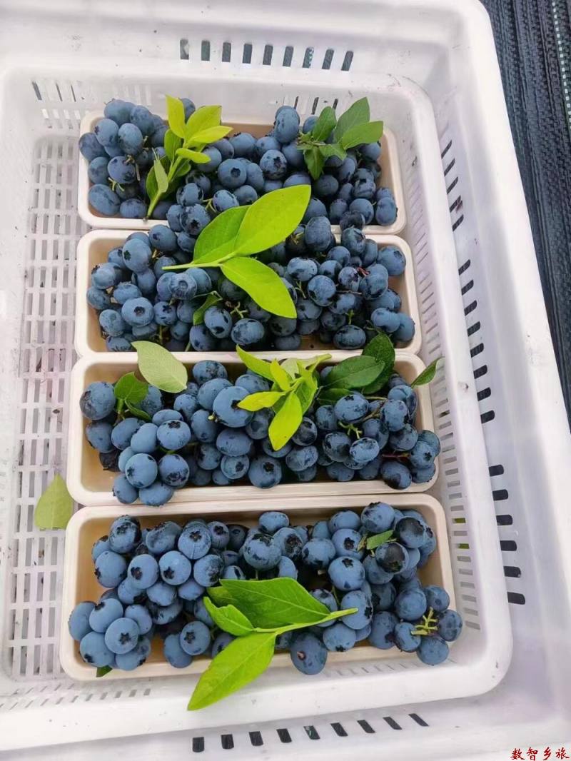 精品剪串蓝莓鲜果