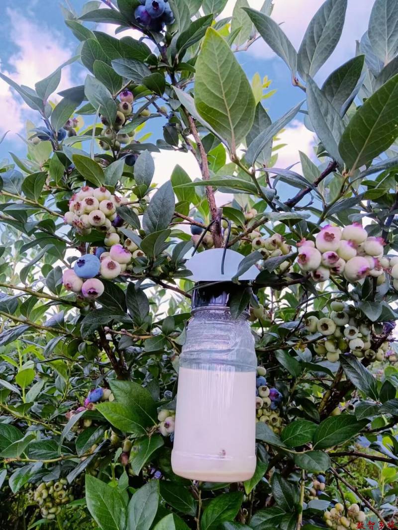 生物防虫-果蝇诱捕液-糖醋液1