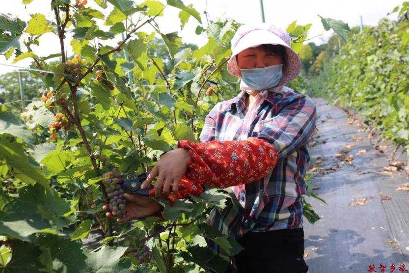 葡萄采摘