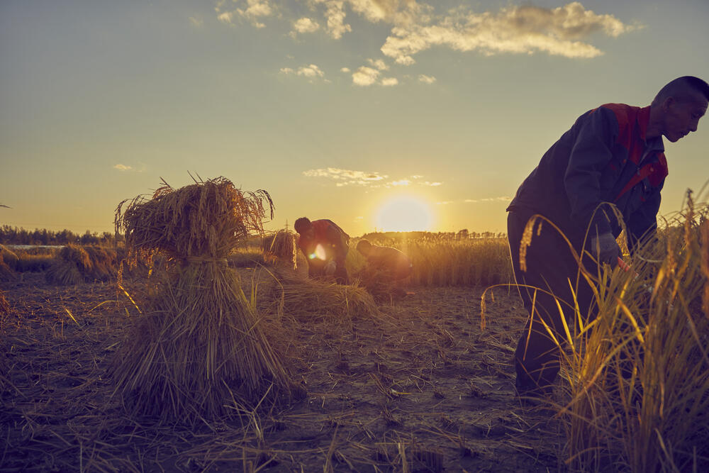 壹田农业基地+(2)
