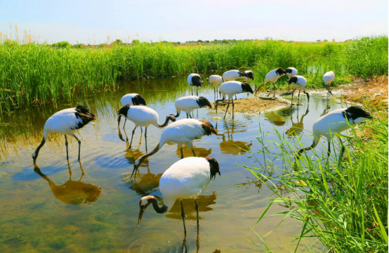 98a182ca2c7f267a57483433a6fc684