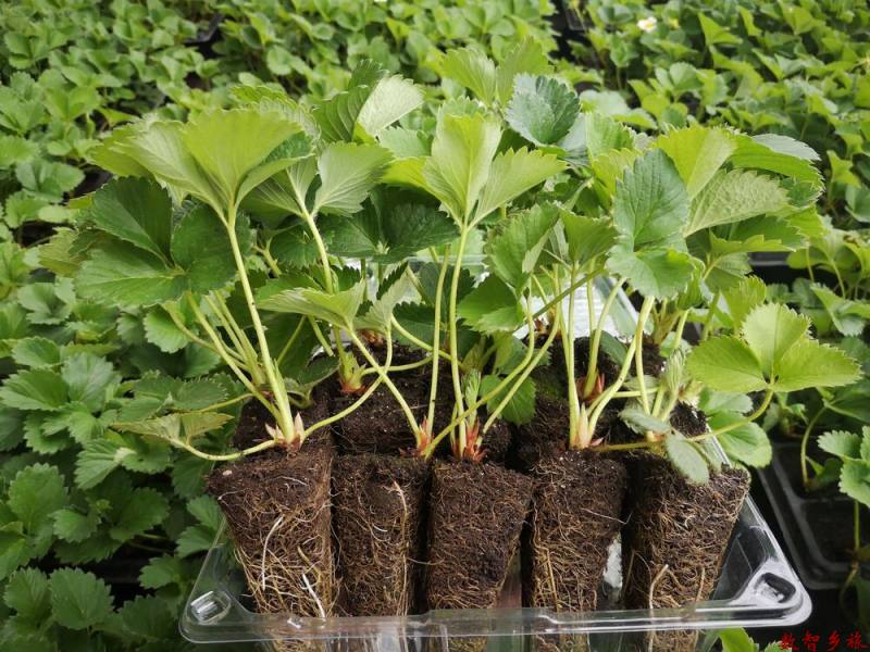 15fc4875e8384c83aef1f909836cbac