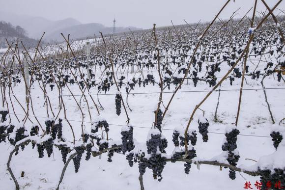 孙凤娟--冰葡萄-2