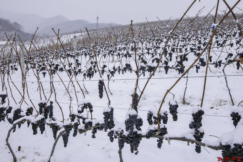 孙凤娟--冰葡萄-2