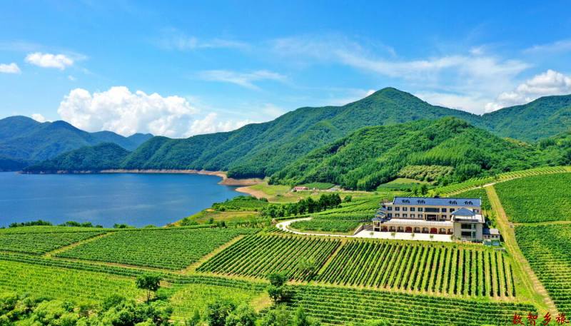 张志铮--标题..鸭绿江畔冰葡园.作者.拍摄时间..2020年7月.手机..13298861726.