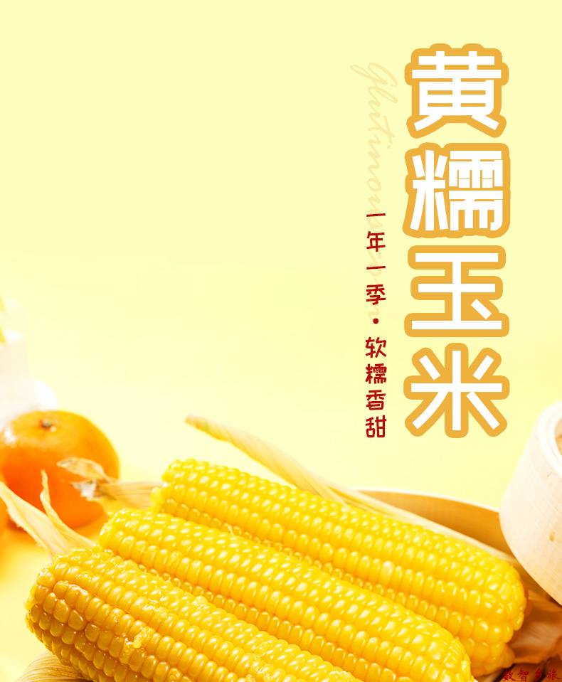 黄糯玉米2_01
