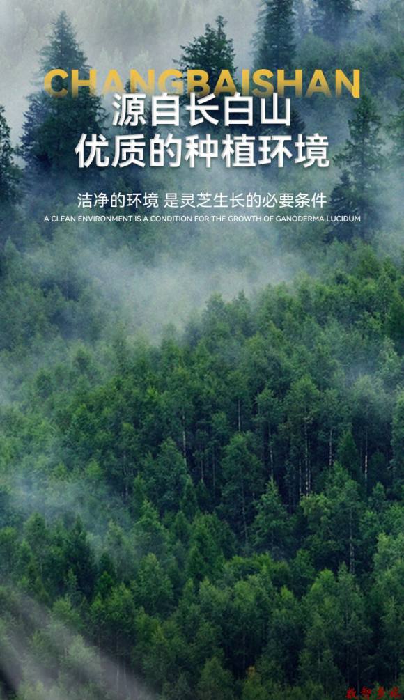 灵芝孢子粉详情页5